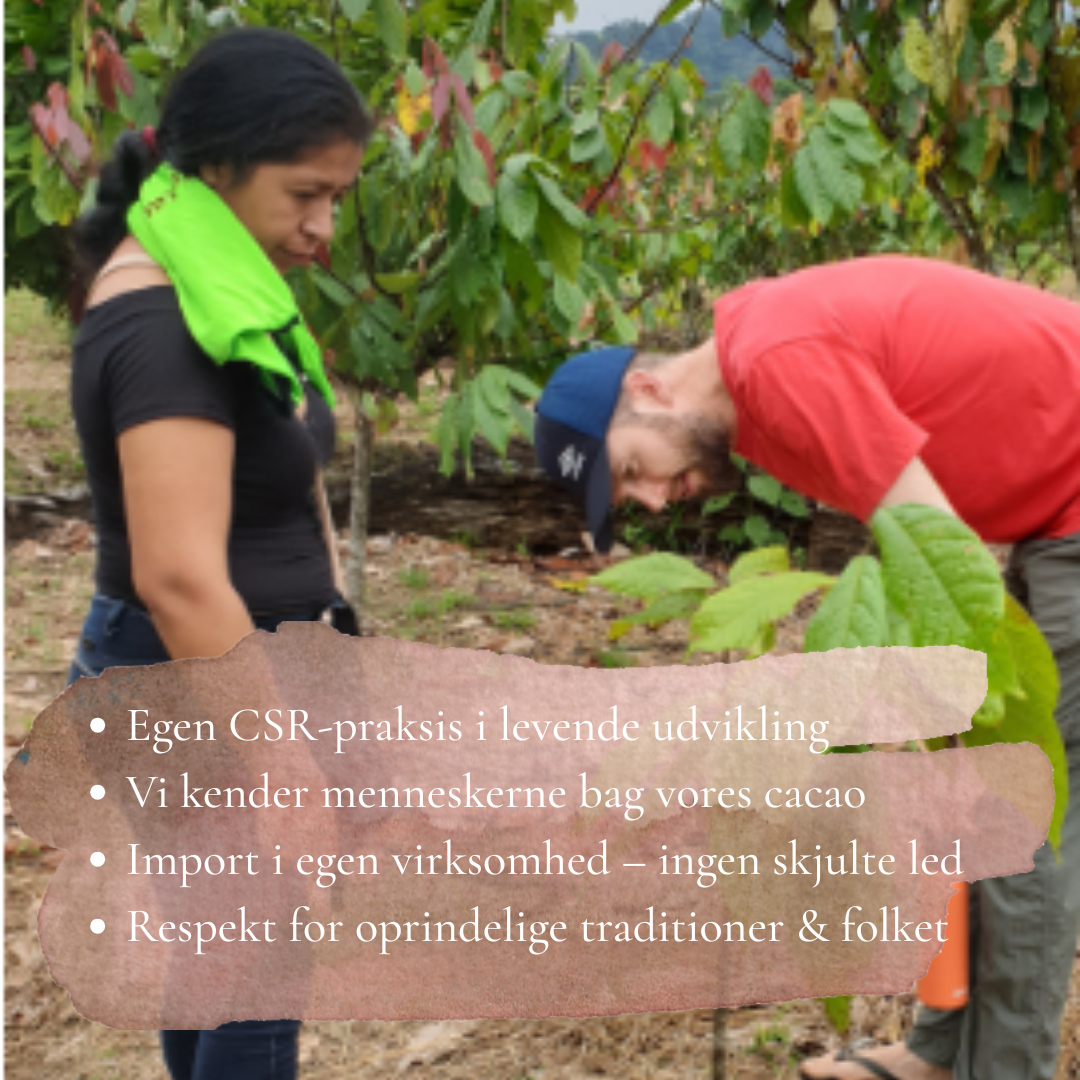 Ny i cacaoens univers (inkl. guide+meditation)