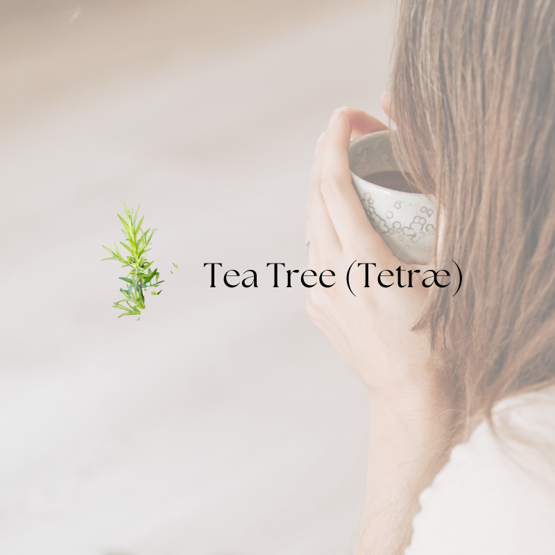 doTERRA Tea Tree