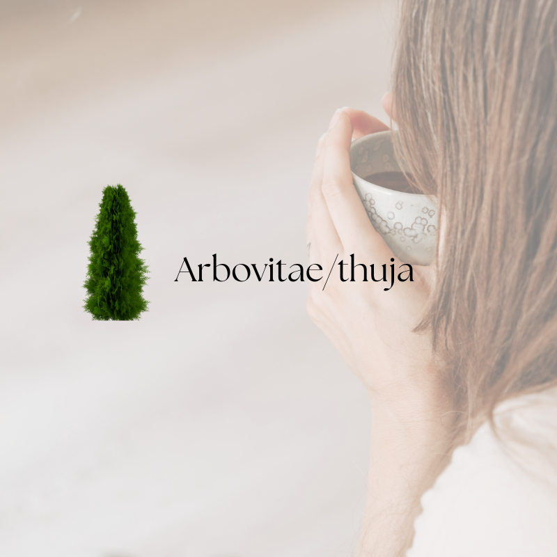 doTERRA Arbovitae/Thuja