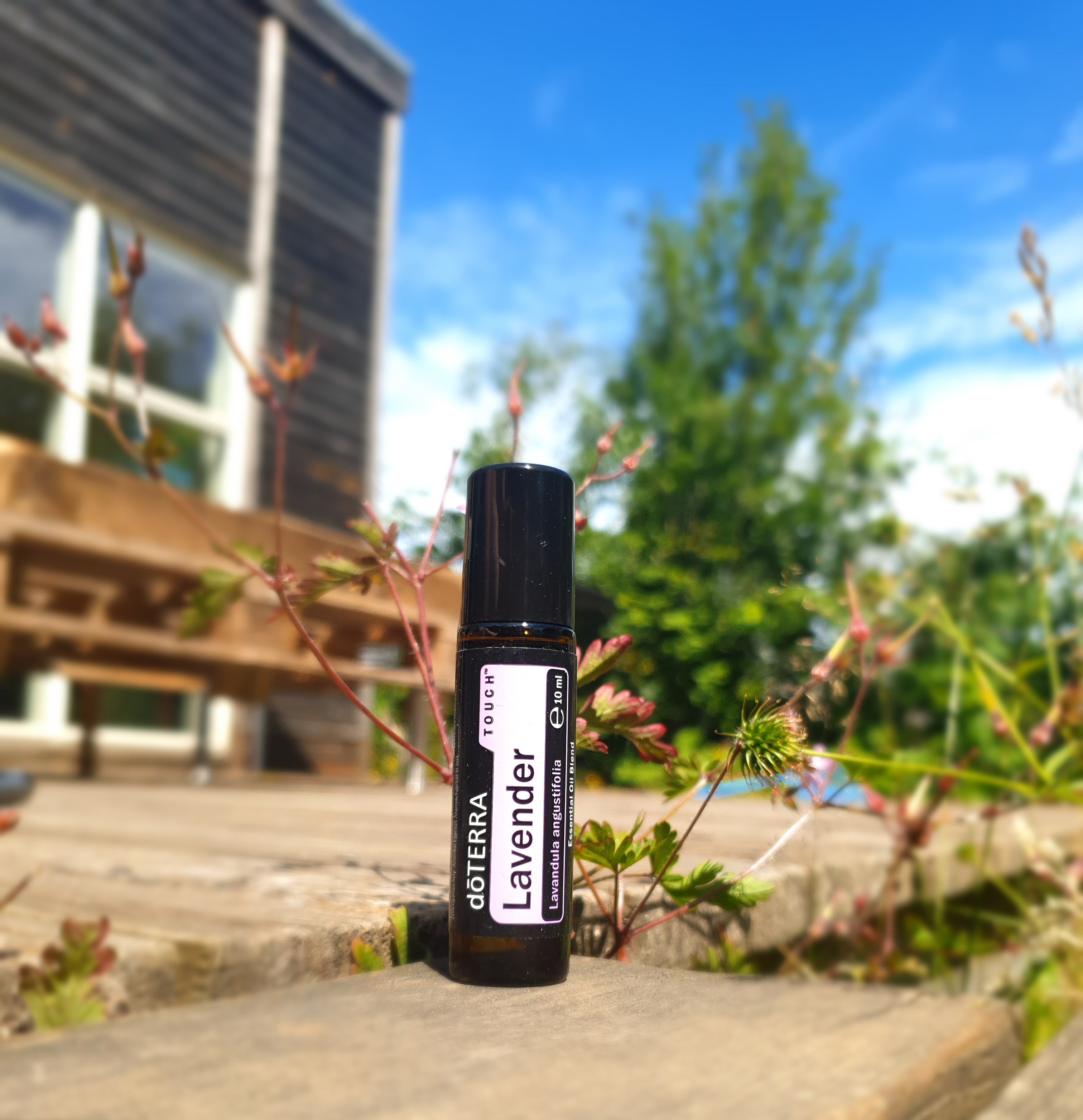 doTERRA Lavender Touch (Lavendel)